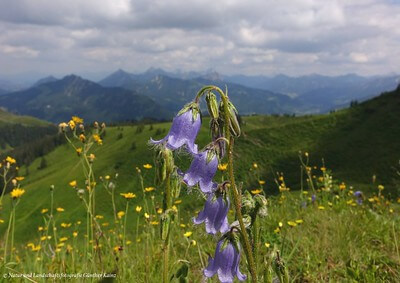 eine blaue Glockenblume steht in einer blühenden Bergwiese vor einem Bergpanorama