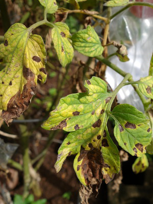 Pflanzenblätter mit der Blattfleckenkrankheit, Septoria