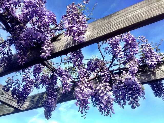 Blühender Blauregen bewächst eine Pergola