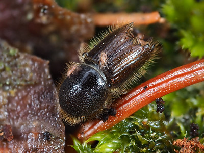 Buchdrucker, Ips typographus in Nachaufnahme