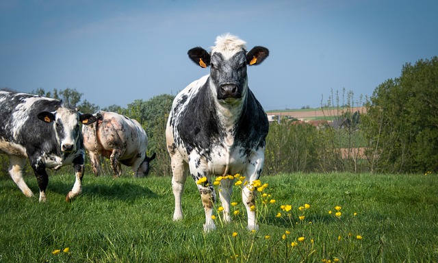 Kühe auf der Weide fressen nur Gras und lassen Butterblumen stehen.