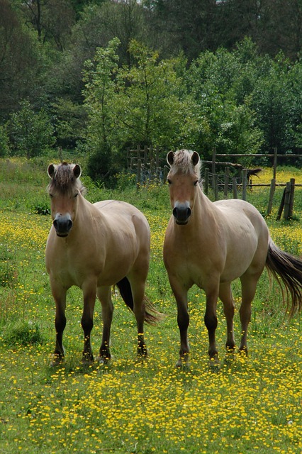 Zwei Pferde auf der Wiese inmitten von Butterblumen