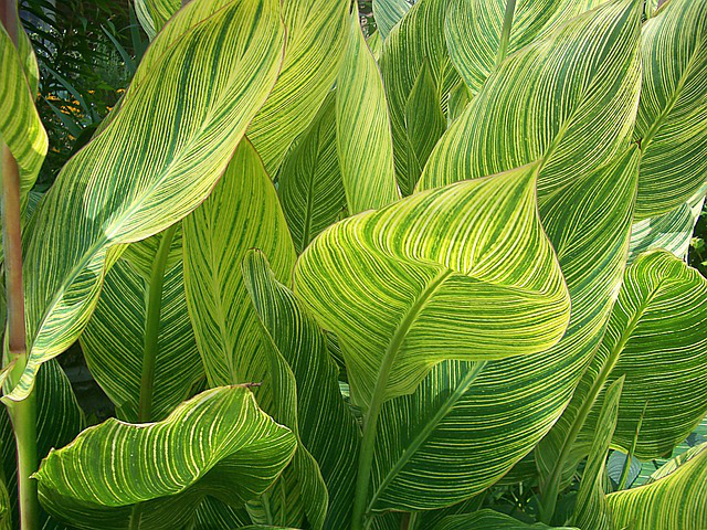 Die grün-gelb gestreiften Blätter der Canna Sorte Pretoria