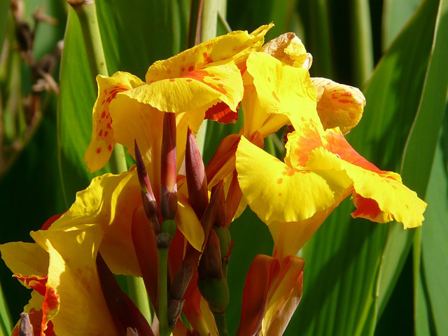 ein gelber Blütenstand der Canna blume