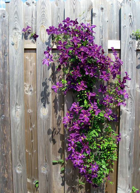 Clematis Etoile violette als Kletterpflanze an einer Holzwand