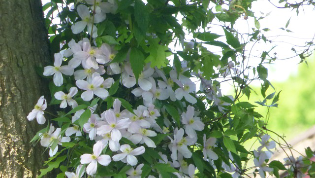 Clematis klettert am Baum in die Höhe