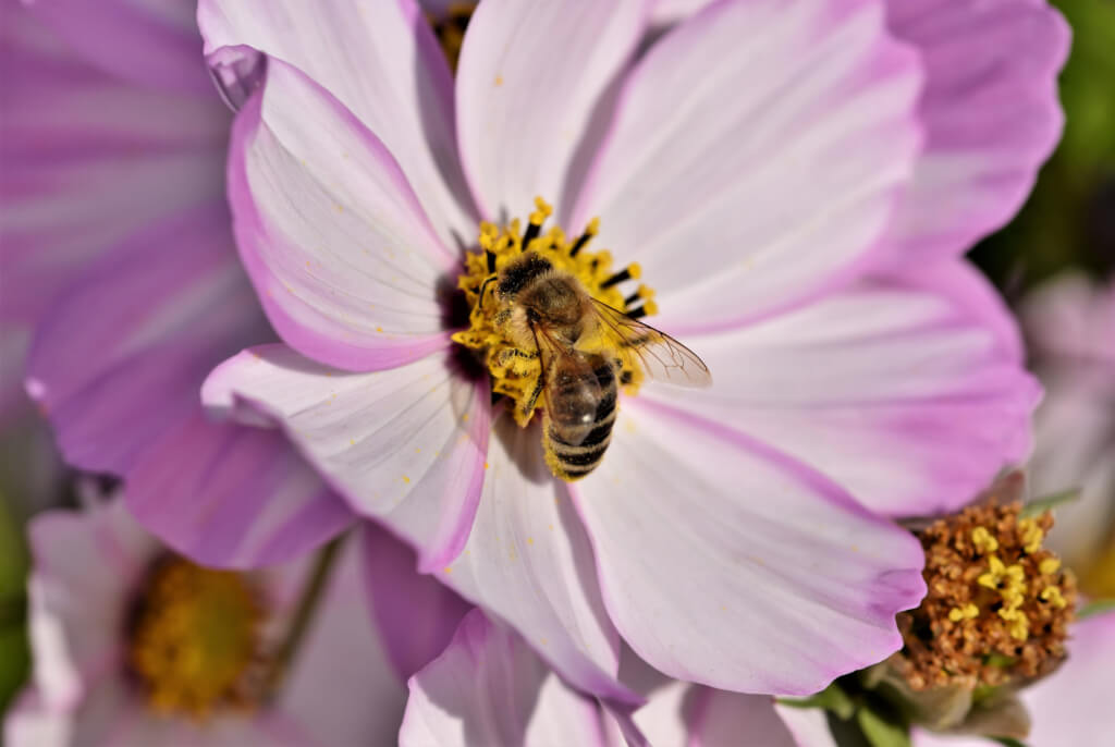 In der rosafarbenen Blüte einer Cosmea sitzt eine Honigbiene