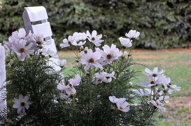 Eine Gruppe weißer Cosmea blüht neben einem weißen Sommerstuhl.