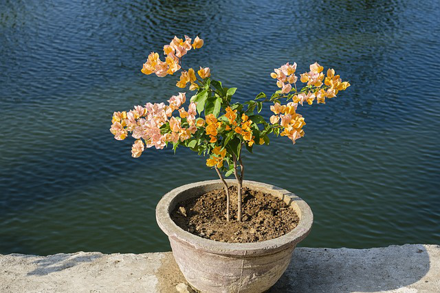 Bougainvillea mit gelben Blüten im Tontopf am Teich