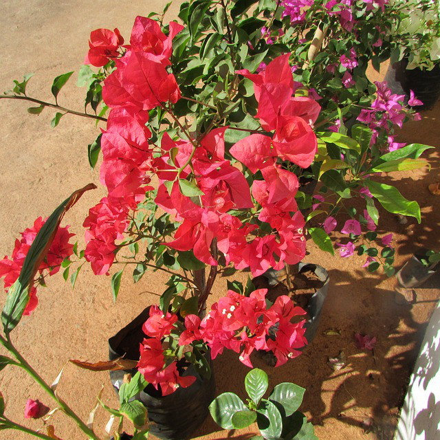 Rot blühende Bougainvillea im Topf draußen