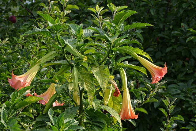 Engelstrompete Blühbereich mit Knospen und Blüten