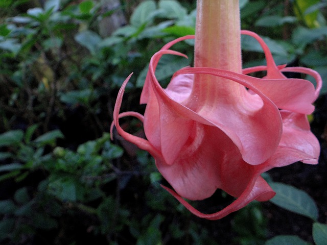 Eine formenreiche, rosa Engelstrompeten-Blüte