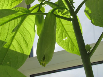 Blick auf eine hängende Knospe an einer Engelstrompete unter dem Blätterdach der Pflanze.