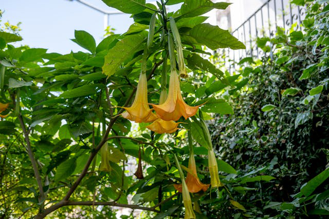 Eine ausgepflanzte Engelstrompete als Baum mit orangen Blüten