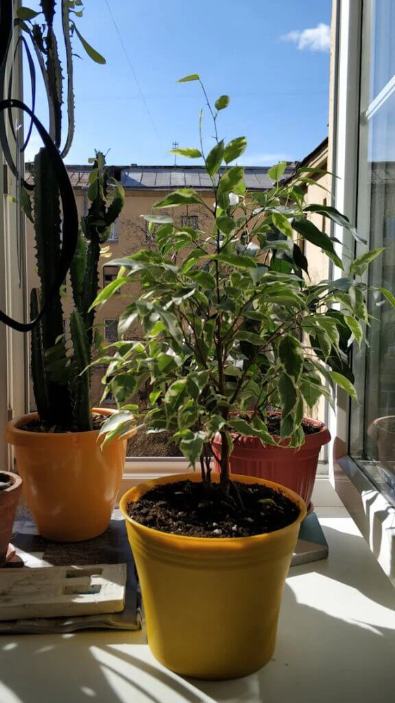 Schöne Ficus benjamini im großen Topf im Wintergarten