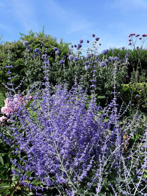 Blühende Blauraute im Garten