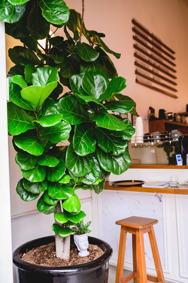 Eine prachtvolle Ficus lyrata steht im großen Topf im Wohnraum