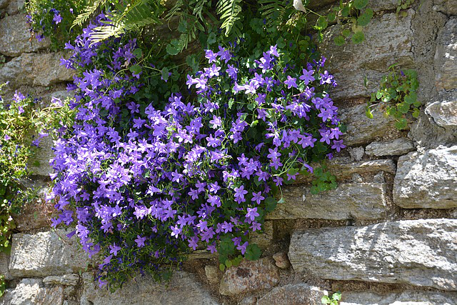 In einer Felsen Trockenmauer blühen Glockenblumen