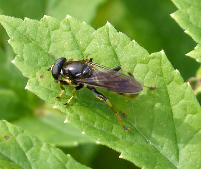 Goldhaar-Langbauch-Schwebfliege auf einem Blatt