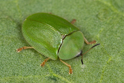 Grüner Schildkäfer, Cassida viridis, sitzt auf einem Blatt.