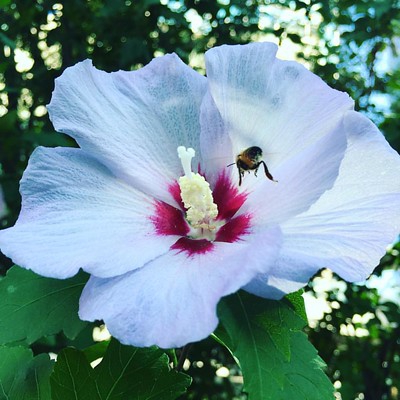Eine Biene fliegt auf eine Hibiskusblüte zu