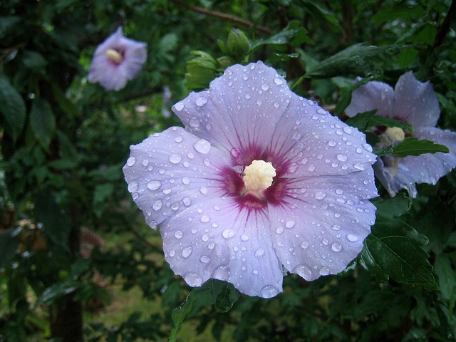 Nahaufnahme einer Hibiskusblüte der Sorte Blue Bird mit Regentropfen auf den Blütenblättern. Im Hintergrund sind grüne Blätter.