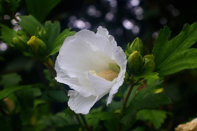 Nahaufnahme einer weißen Hibiskusblüte der Sorte Diana.