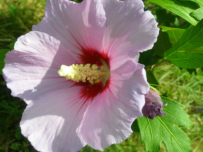 Nahaufnahme einer Hibiskusblüte der Sorte Hamabo.