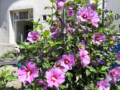 Vor einem weißen Haus steht ein eisernes, schulterhohes Tor. An dem Tor wächst ein Hibiskusstrauch mit rosa Blüten, die über das Tor ragen und hindurch lugen.