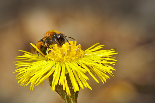 Biene sitzt auf Huflattich Blüte