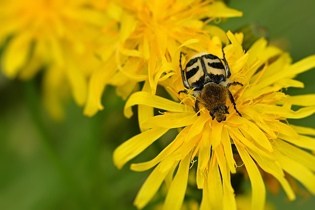 Pinselkäfer sitzt auf Huflattich Blüte