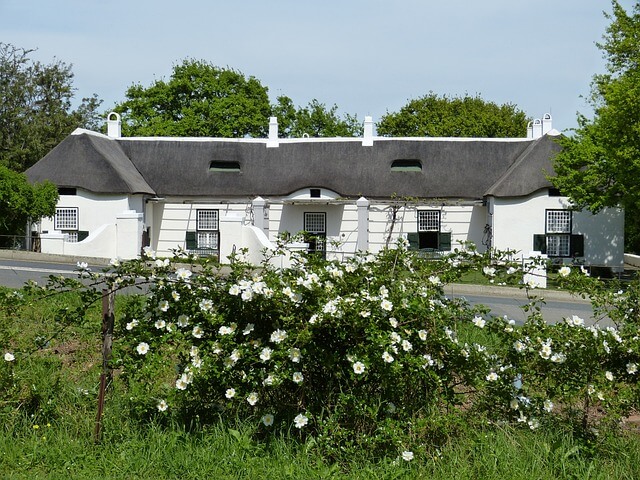 Eine Wildrose als Hecke vor einem Landhaus