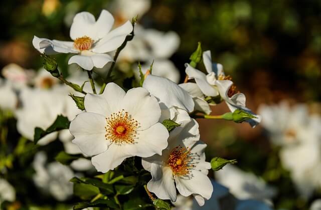 Weiße Blüten einer Hundsrose