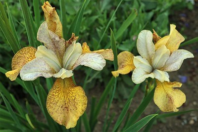 Zwei Blüten einer Iris sibirica Sorte Ginger Twist