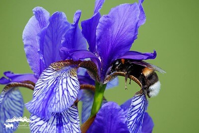 eine dicke Hummel labt sich am Nektar einer Iris sibirica