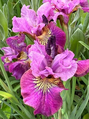 Mehrere Blüten einer Iris sibirica der Sorte Miss Apple