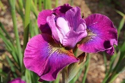 Die Blüte einer Iris sibirica Sorte Stephen Wilcox
