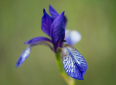 Einzelblüte einer Iris sibirica