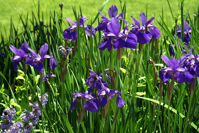 Sibirische Schwertlilien, Wiesen-Iris im Gartenbeet