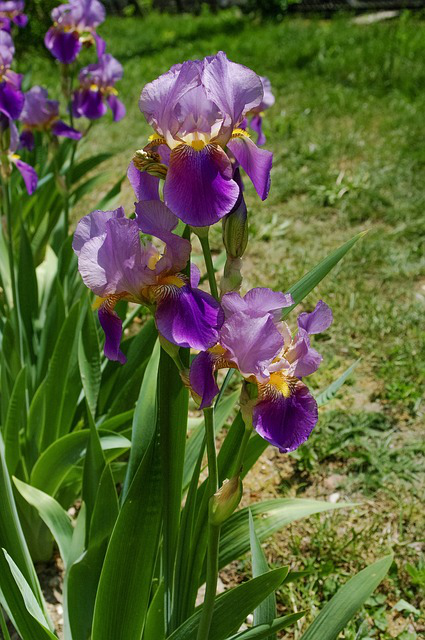 Sibirische Schwertlilien gedeihen am Rasen im Garten