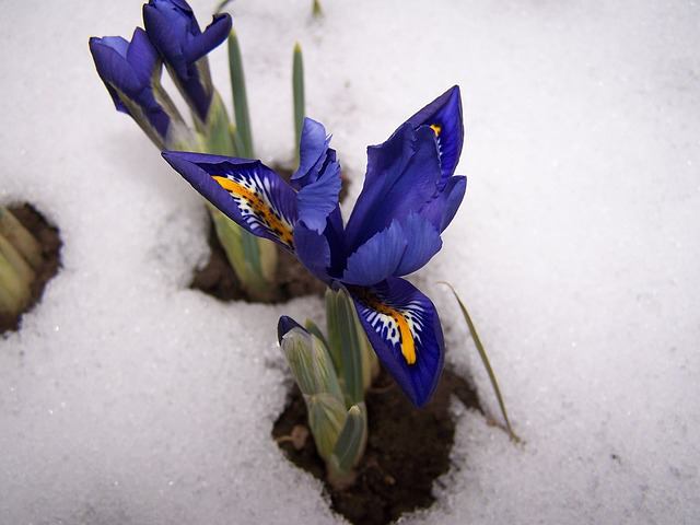 Sibirische Schwertlilie im Schnee