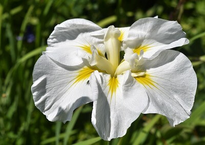 Weiße Blüte einer Iris sibirica