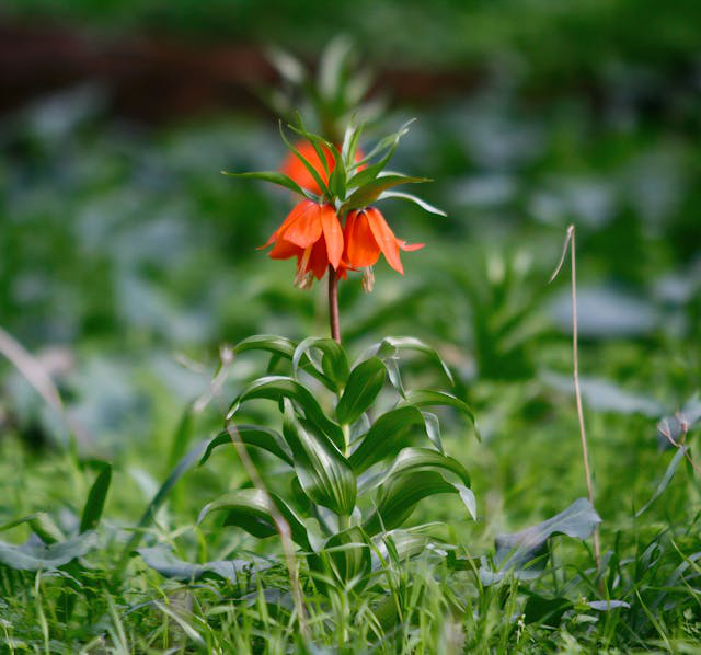 Eine Kaiserkronen Pflanze mit Blättern und Blüten