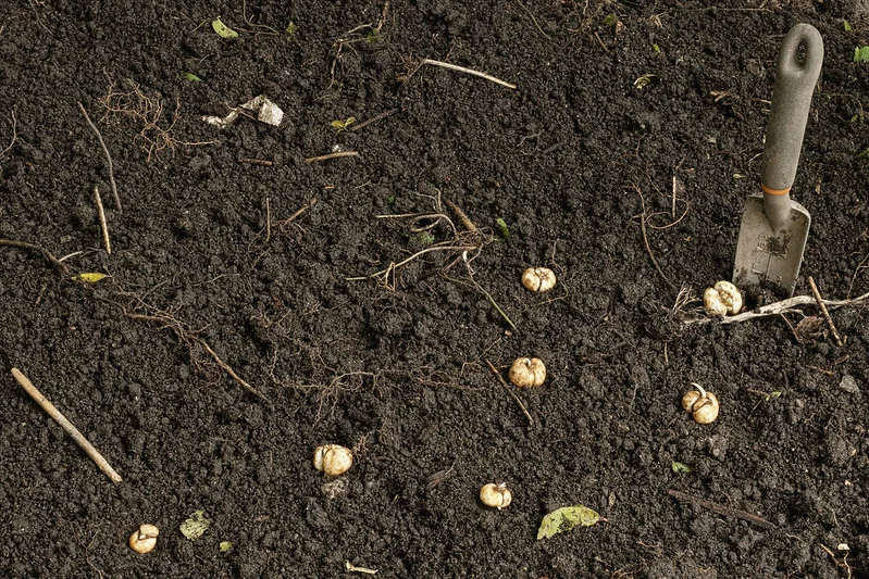 Kaiserkronen Blumenzwiebeln liegen im Beet, um gepflanzt zu werden