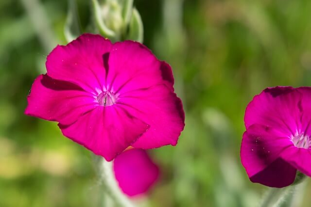 2 Lichtnelken Blüten