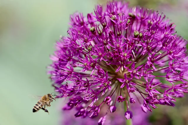 Biene fliegt auf die Blüte von Kugellauch zu