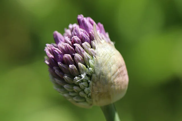 Halb geschlossene Knospe von Kugellauch