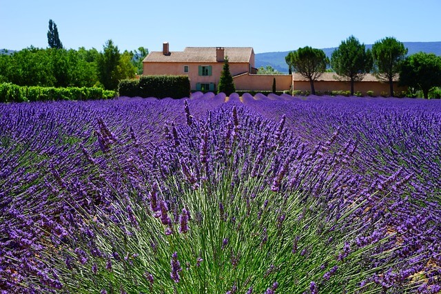 Ein Lavendelfeld in der Provence mit einem Landgut im Hintergrund