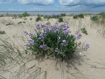 Am Strand gedeiht eine wilde Matthiola