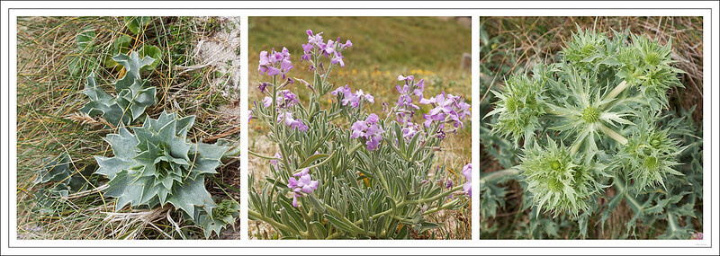 Drei Bilder vom Wachsen einer Levkoje: Bild 1 als Blattrosette, Bild 2 beim Austrieb, Bild 3 erste Blüten